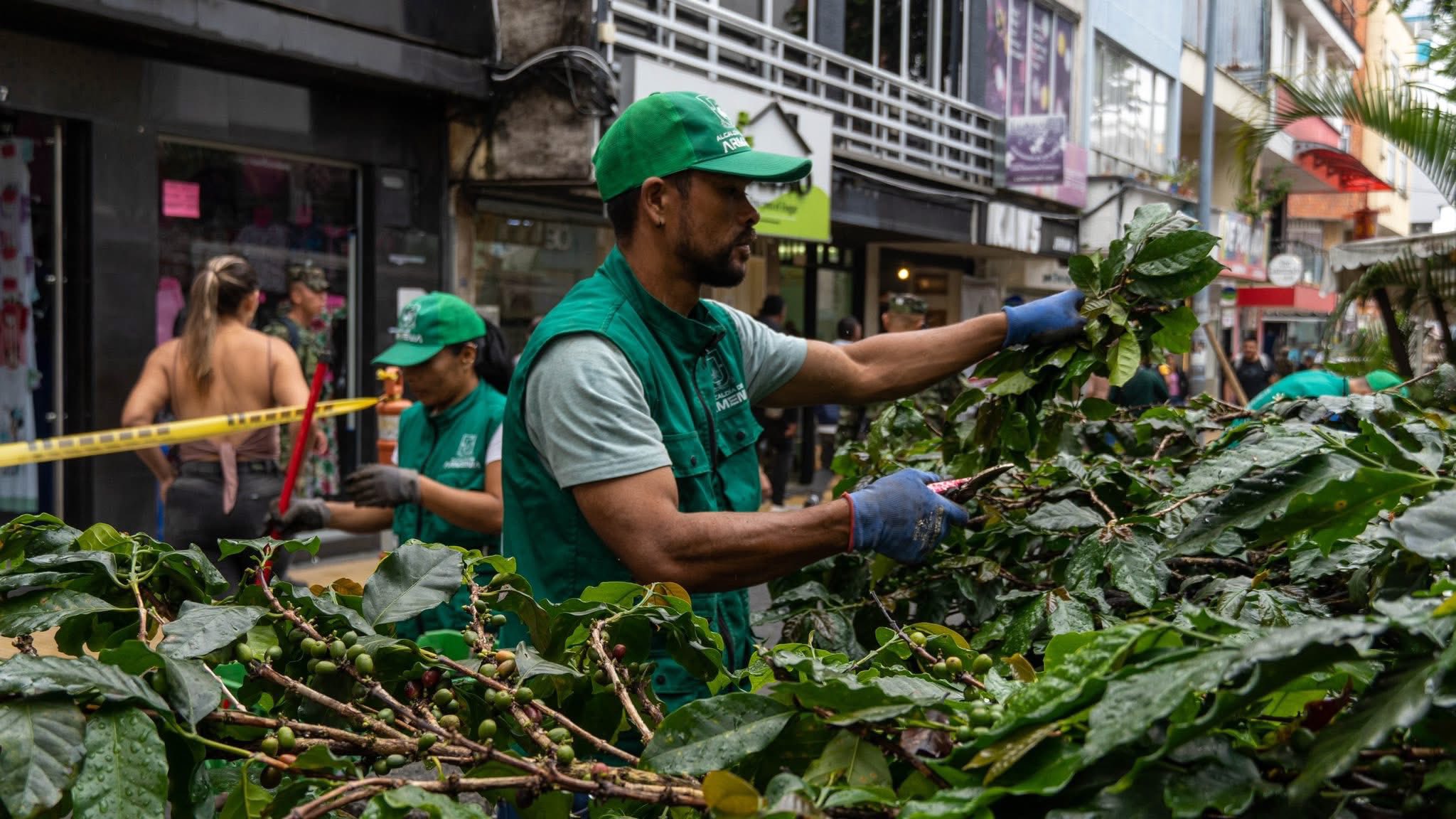 Intervención Cielos Abiertos La intervención en el Centro Comercial de la Calle Real incluye la recuperación de las plantas de café.