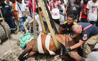 Otro Caballo maltratado en Cartagena.
