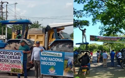 El arroz nada que crece